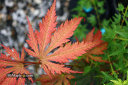 - Acer palmatum 'Nathan' Variegated Japanese Maple - Mr Maple │ Buy Japanese Maple Trees