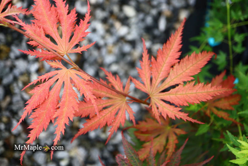 - Acer palmatum 'Nathan' Variegated Japanese Maple - Mr Maple │ Buy Japanese Maple Trees