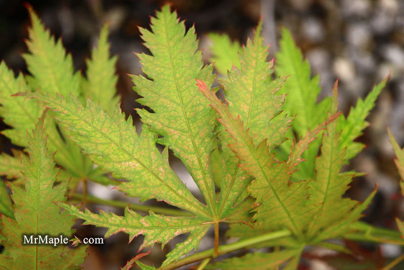 - Acer palmatum 'Nathan' Variegated Japanese Maple - Mr Maple │ Buy Japanese Maple Trees