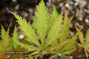 - Acer palmatum 'Nathan' Variegated Japanese Maple - Mr Maple │ Buy Japanese Maple Trees