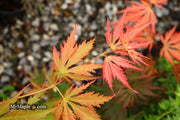 - Acer palmatum 'Nathan' Variegated Japanese Maple - Mr Maple │ Buy Japanese Maple Trees