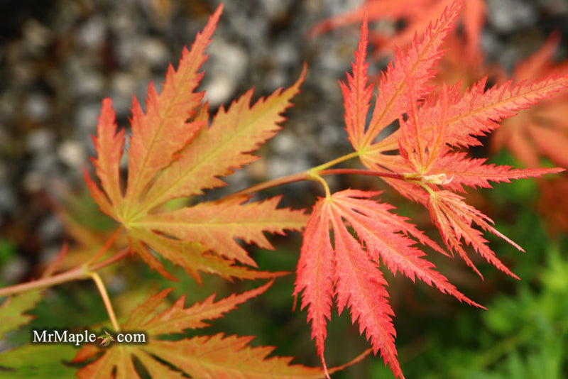 - Acer palmatum 'Nathan' Variegated Japanese Maple - Mr Maple │ Buy Japanese Maple Trees