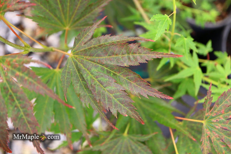 - Acer palmatum 'Nathan' Variegated Japanese Maple - Mr Maple │ Buy Japanese Maple Trees