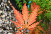 - Acer palmatum 'Nathan' Variegated Japanese Maple - Mr Maple │ Buy Japanese Maple Trees