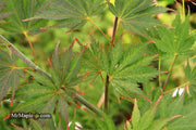 - Acer palmatum 'Nathan' Variegated Japanese Maple - Mr Maple │ Buy Japanese Maple Trees