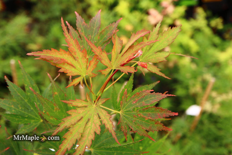 - Acer palmatum 'Nathan' Variegated Japanese Maple - Mr Maple │ Buy Japanese Maple Trees