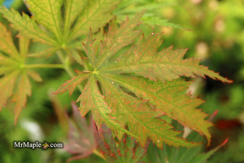 - Acer palmatum 'Nathan' Variegated Japanese Maple - Mr Maple │ Buy Japanese Maple Trees