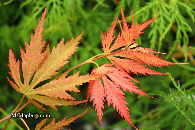 - Acer palmatum 'Nathan' Variegated Japanese Maple - Mr Maple │ Buy Japanese Maple Trees