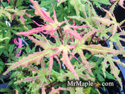 - FOR PICKUP ONLY | Acer palmatum 'Nebula' Variegated Japanese Maple | DOES NOT SHIP - Mr Maple │ Buy Japanese Maple Trees