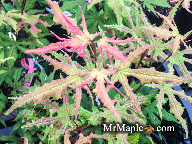 - FOR PICKUP ONLY | Acer palmatum 'Nebula' Variegated Japanese Maple | DOES NOT SHIP - Mr Maple │ Buy Japanese Maple Trees