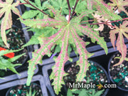 - FOR PICKUP ONLY | Acer palmatum 'Nebula' Variegated Japanese Maple | DOES NOT SHIP - Mr Maple │ Buy Japanese Maple Trees