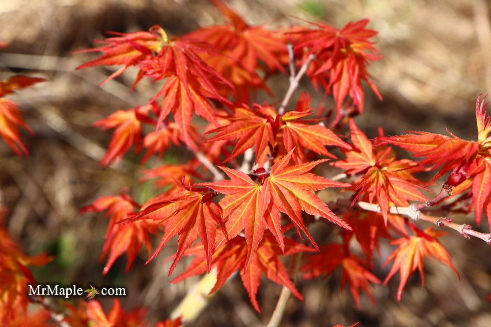 '- Acer palmatum 'Nemo' Japanese Maple - Mr Maple │ Buy Japanese Maple Trees