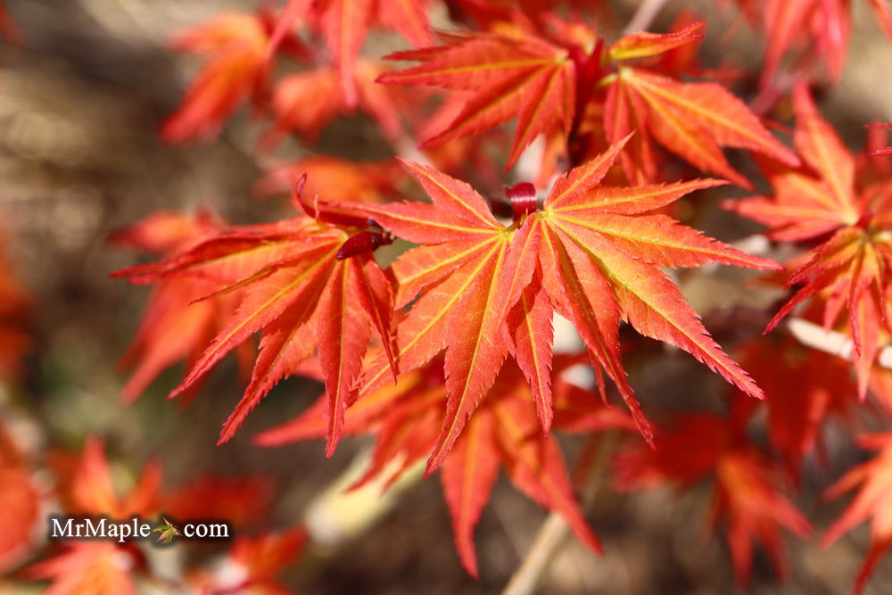 '- Acer palmatum 'Nemo' Japanese Maple - Mr Maple │ Buy Japanese Maple Trees