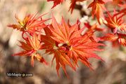 - Acer palmatum 'Nemo' Japanese Maple - Mr Maple │ Buy Japanese Maple Trees