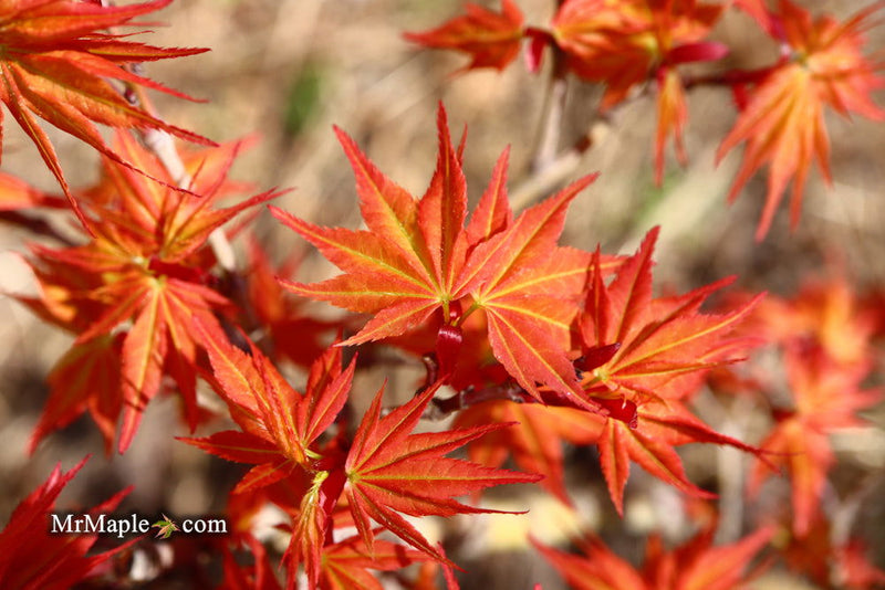 - Acer palmatum 'Nemo' Japanese Maple - Mr Maple │ Buy Japanese Maple Trees