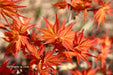 '- Acer palmatum 'Nemo' Japanese Maple - Mr Maple │ Buy Japanese Maple Trees