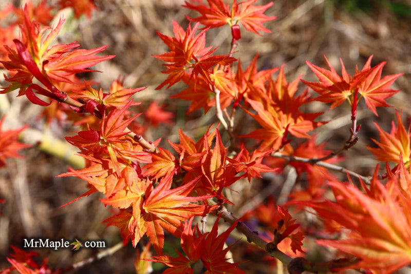 - Acer palmatum 'Nemo' Japanese Maple - Mr Maple │ Buy Japanese Maple Trees