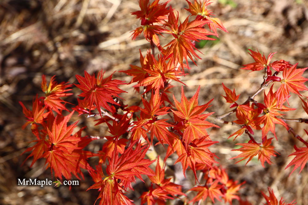 Buy Acer palmatum 'Nemo' Japanese Maple — Mr Maple │ Buy Japanese
