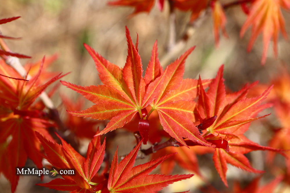 Buy Acer palmatum 'Nemo' Japanese Maple — Mr Maple │ Buy Japanese