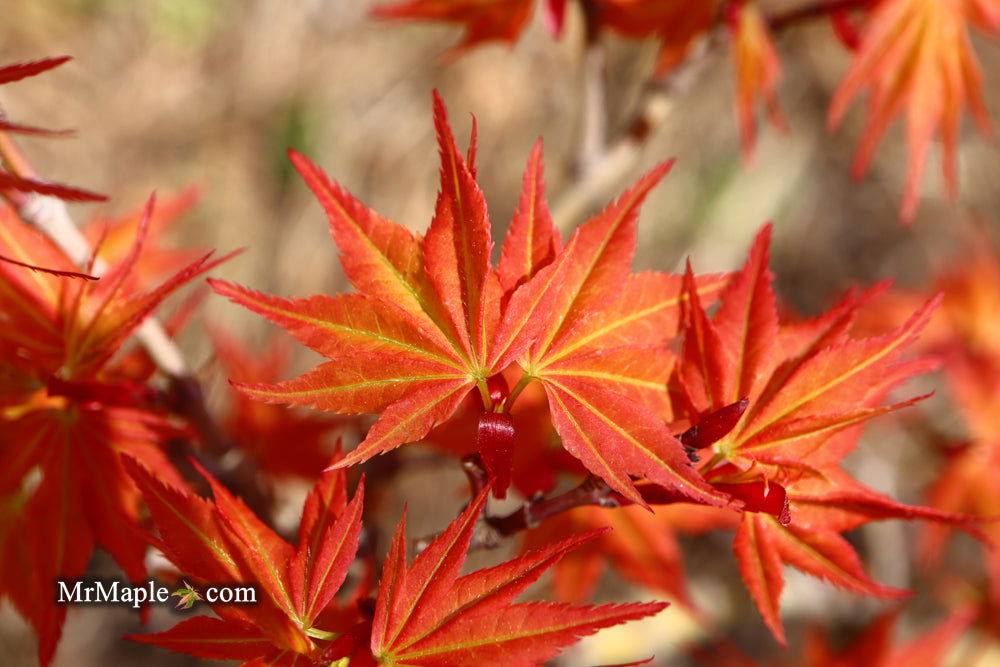 '- Acer palmatum 'Nemo' Japanese Maple - Mr Maple │ Buy Japanese Maple Trees