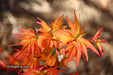 '- Acer palmatum 'Nemo' Japanese Maple - Mr Maple │ Buy Japanese Maple Trees