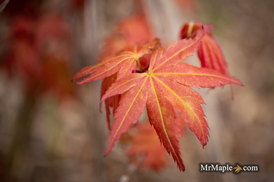 '- Acer palmatum 'Nemo' Japanese Maple - Mr Maple │ Buy Japanese Maple Trees