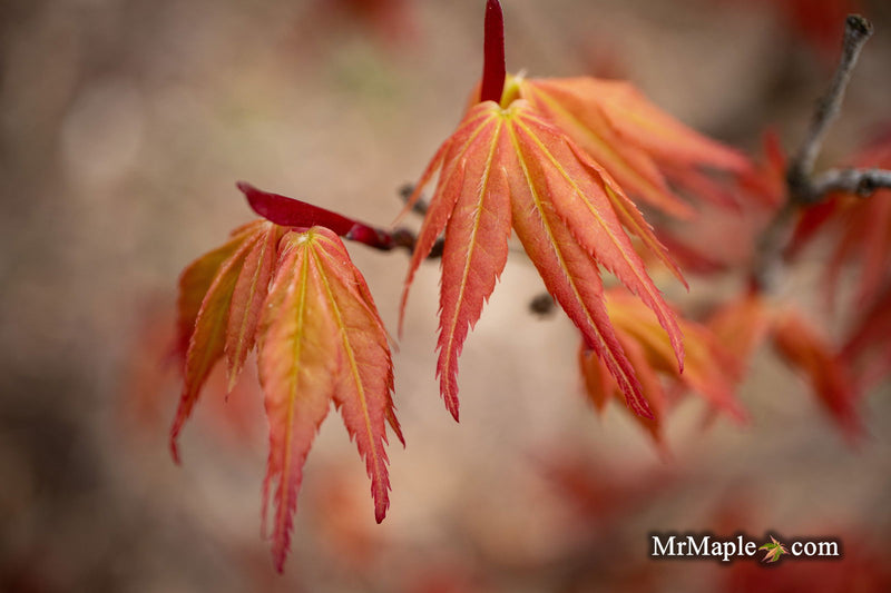 - Acer palmatum 'Nemo' Japanese Maple - Mr Maple │ Buy Japanese Maple Trees