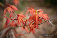 '- Acer palmatum 'Nemo' Japanese Maple - Mr Maple │ Buy Japanese Maple Trees