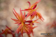 - Acer palmatum 'Nemo' Japanese Maple - Mr Maple │ Buy Japanese Maple Trees