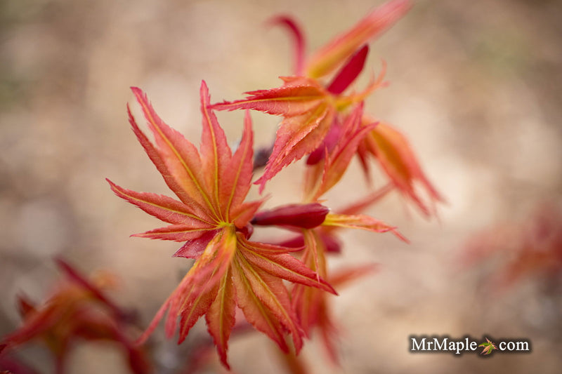 - Acer palmatum 'Nemo' Japanese Maple - Mr Maple │ Buy Japanese Maple Trees