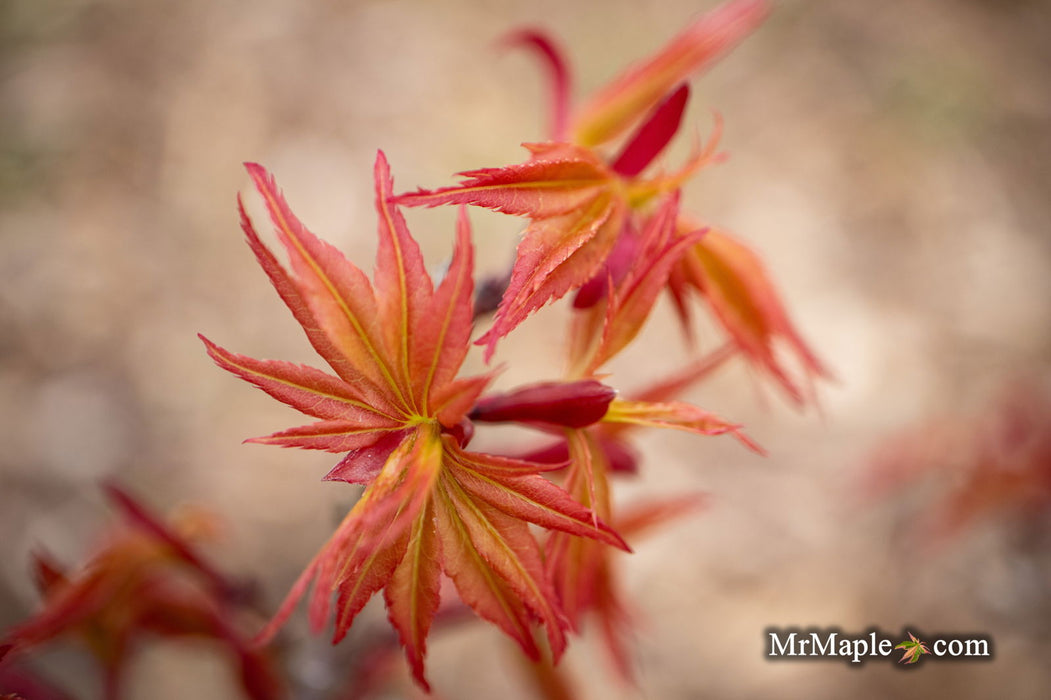 '- Acer palmatum 'Nemo' Japanese Maple - Mr Maple │ Buy Japanese Maple Trees