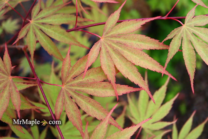 - Acer palmatum 'Nicholsonii' Japanese Maple - Mr Maple │ Buy Japanese Maple Trees
