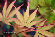 - Acer palmatum 'Nicholsonii' Japanese Maple - Mr Maple │ Buy Japanese Maple Trees