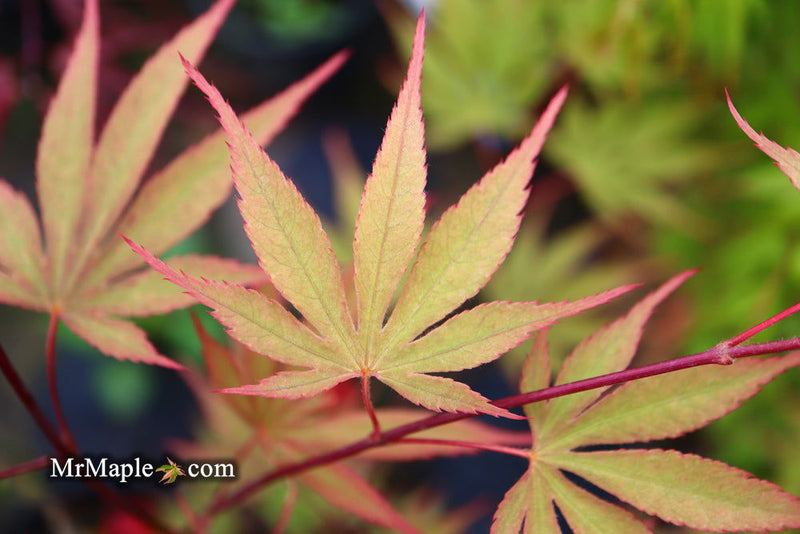- Acer palmatum 'Nicholsonii' Japanese Maple - Mr Maple │ Buy Japanese Maple Trees
