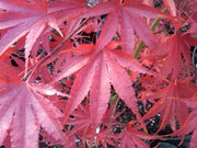 - Acer palmatum 'Nicholsonii' Japanese Maple - Mr Maple │ Buy Japanese Maple Trees