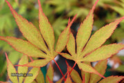 - Acer palmatum 'Nicholsonii' Japanese Maple - Mr Maple │ Buy Japanese Maple Trees