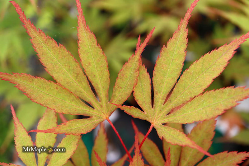 - Acer palmatum 'Nicholsonii' Japanese Maple - Mr Maple │ Buy Japanese Maple Trees