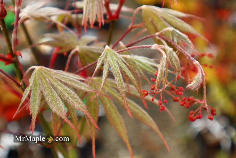 - Acer palmatum 'Nicholsonii' Japanese Maple - Mr Maple │ Buy Japanese Maple Trees