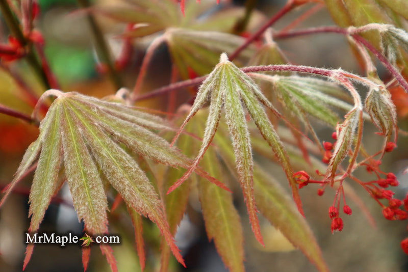 - Acer palmatum 'Nicholsonii' Japanese Maple - Mr Maple │ Buy Japanese Maple Trees