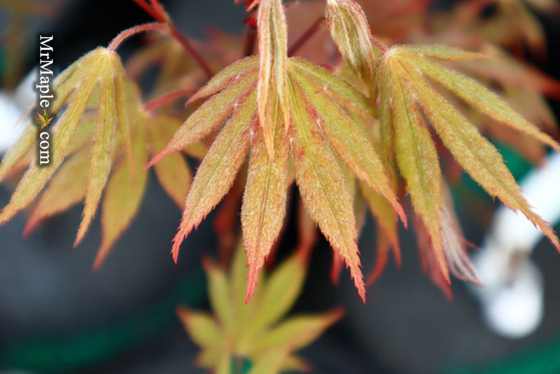 - Acer palmatum 'Nicholsonii' Japanese Maple - Mr Maple │ Buy Japanese Maple Trees