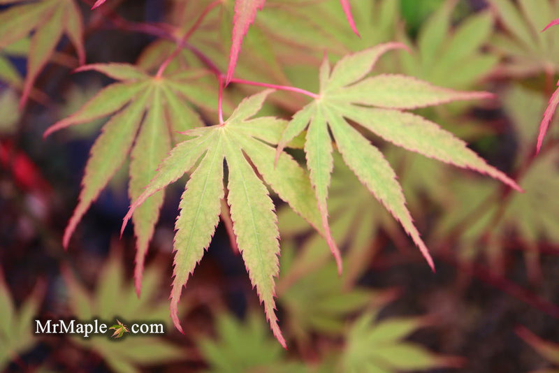 - Acer palmatum 'Nicholsonii' Japanese Maple - Mr Maple │ Buy Japanese Maple Trees