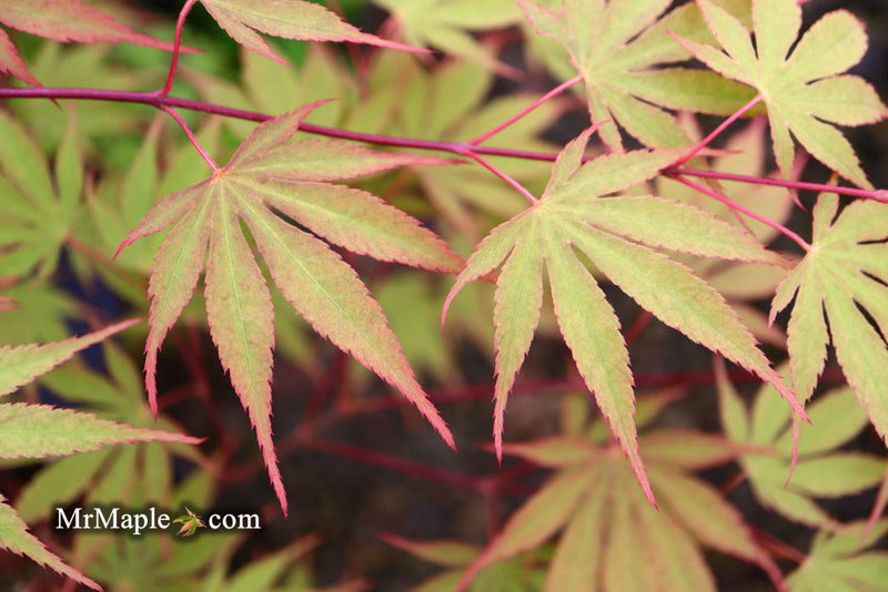 - Acer palmatum 'Nicholsonii' Japanese Maple - Mr Maple │ Buy Japanese Maple Trees