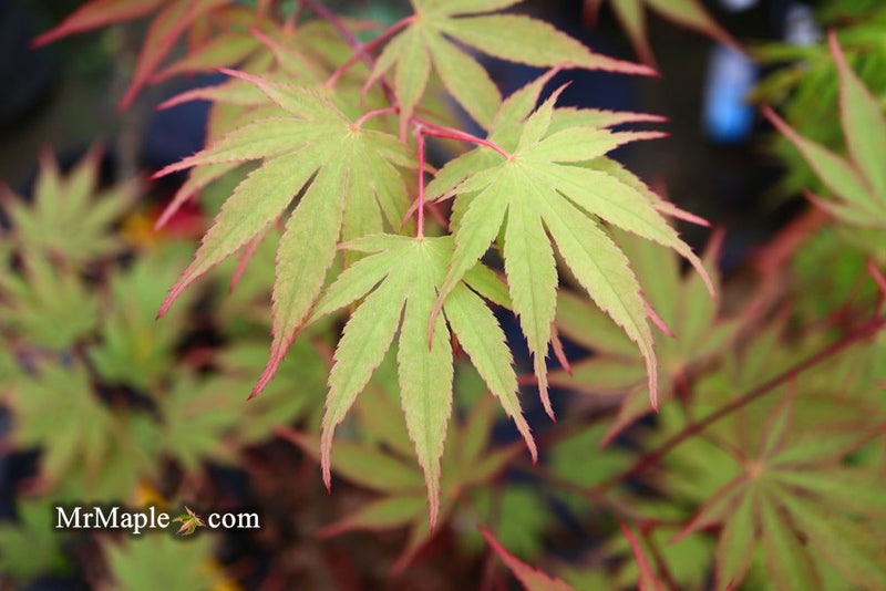 - Acer palmatum 'Nicholsonii' Japanese Maple - Mr Maple │ Buy Japanese Maple Trees