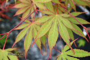 - Acer palmatum 'Nicholsonii' Japanese Maple - Mr Maple │ Buy Japanese Maple Trees