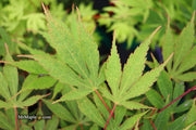 - Acer palmatum 'Nicholsonii' Japanese Maple - Mr Maple │ Buy Japanese Maple Trees
