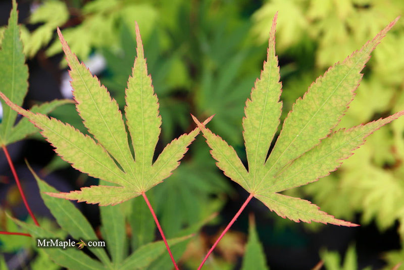 - Acer palmatum 'Nicholsonii' Japanese Maple - Mr Maple │ Buy Japanese Maple Trees