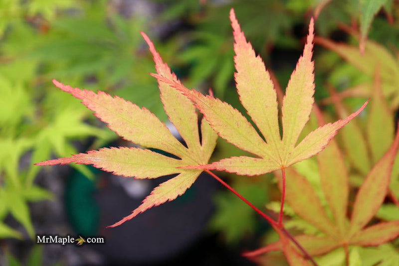 - Acer palmatum 'Nicholsonii' Japanese Maple - Mr Maple │ Buy Japanese Maple Trees