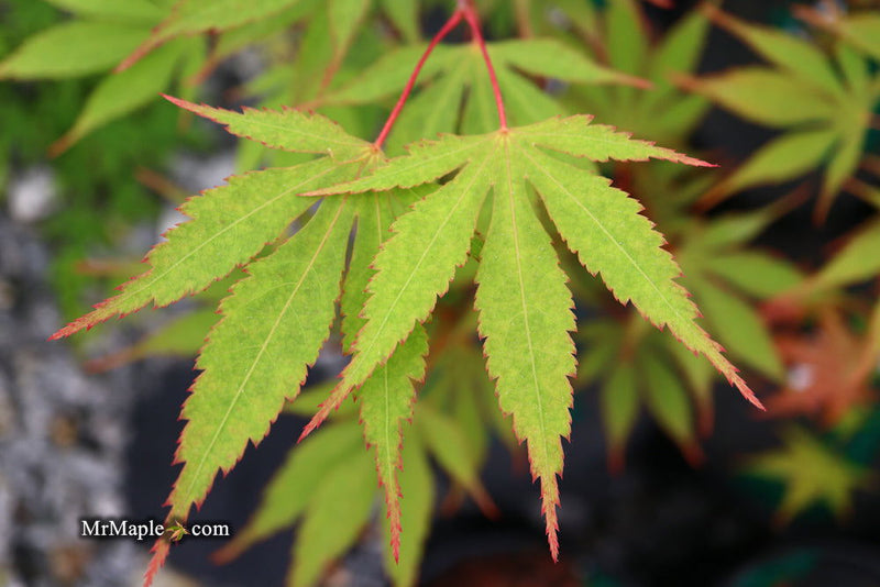 - Acer palmatum 'Nicholsonii' Japanese Maple - Mr Maple │ Buy Japanese Maple Trees