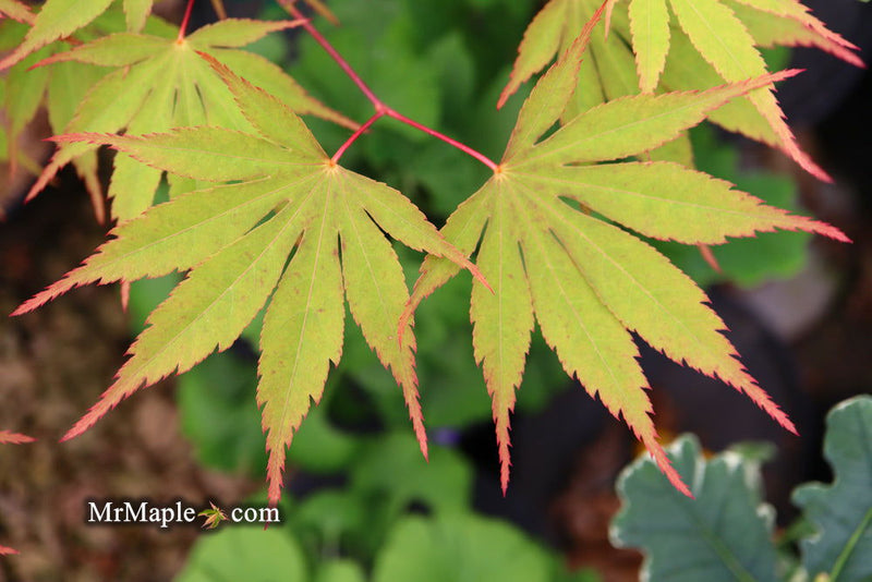 - Acer palmatum 'Nicholsonii' Japanese Maple - Mr Maple │ Buy Japanese Maple Trees
