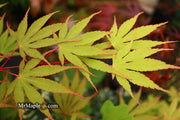 - Acer palmatum 'Nicholsonii' Japanese Maple - Mr Maple │ Buy Japanese Maple Trees